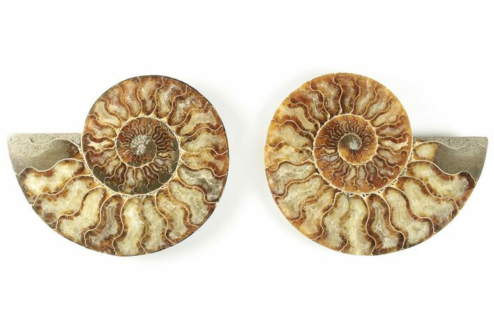 Cut & Polished, Agatized Ammonite Fossil - Madagascar #200029